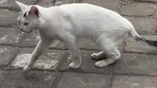 Hungry cats; very sad to see them suffering
