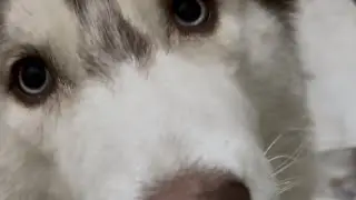Husky dogs are very active #husky #viralvideo #video #yt #funnydog #active #pets #doglife #doglover