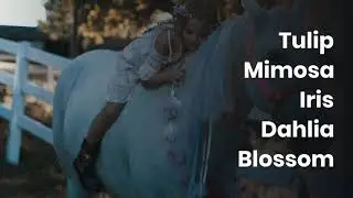 Beautiful Horse Names | Horse Pet Names