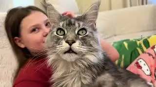 Cutest Maine Coon&hearts;️#gelicoon #cat #cute #catlovers #mainecoon #mainecooncatlovers #animals #love