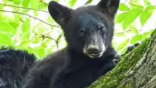 Smoky Mountain Bear Cubs 