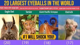 The 20 Largest Eyeballs on Earth | Which Animal Has the Biggest Eyes?