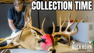 Breeding Deer To FIGHT CWD