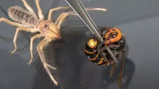 ヒヨケムシにオオスズメバチあげてみた