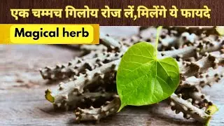 Amazing BENEFITS of &ldquo;GILOY&rdquo; | how to use giloy for immunity,skin & health | गिलोय के फायदे | गिलोय |