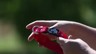 Quick release collars, the safest collar for your dog
