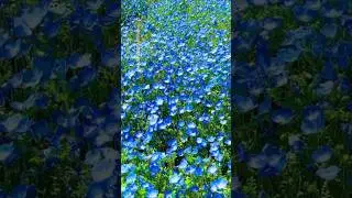 GORGEOUS flower garden #trending #flowers #shorts