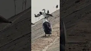 Knob-Billed Duck Sunbathing in Slow Motion ☀️🦆 | Rare Close-Up Nature Shot #trending #birds #viral