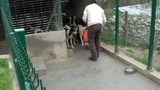 elevage echos de belledonne