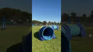 OneMind Dogs Summer Agility Towel Challenge