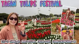 Taean Tulips Festival || Taean Park presents one of the largest flower festivals in South Korea