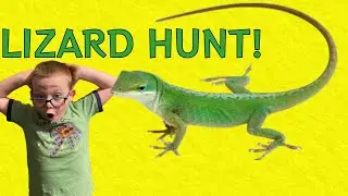 Lizard Hunt for KIDS - Another Bug Hunting Adventure with J-Hooray!