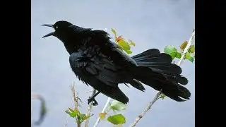 Great Tail Grackle Calls and Sounds