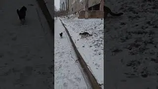 Они Очень Боятся / They Are Very Afraid 🔥