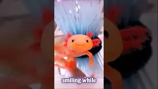 Real-Life Pok&eacute;mon? Meet the Axolotl! #wildlife #animalsaroundtheworld #discovernature