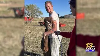 El Paso County family calling for action after Yoder alpaca killed by dogs