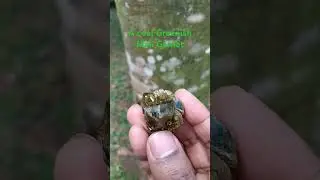 Check out this Greenish cool formation 😎 Mali Garnet 🇲🇱
