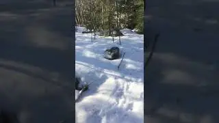 Maine bobcat hunting