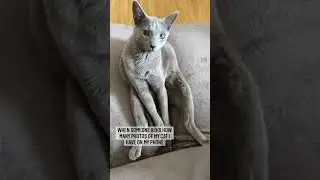 too many 😼 #shorts #shortsvideo #russianblue #catshorts