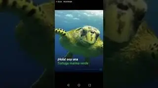 Salvar A las Tortugas ❤🐢