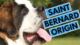 History of the Saint Bernard