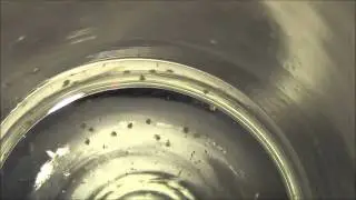 Harlequin shrimp (Hymenocera elegans) larvae / breeding