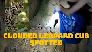 Clouded Leopard Cub 🐆 # wildanimals #nature 