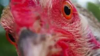 Chicken Attack (Matt Schickele)