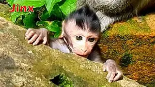Baby Jinx fall into a rock hole she tried to get back on the rock by herself!
