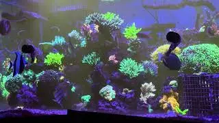 350 Gallon Mixed Reef Tank🇨🇦