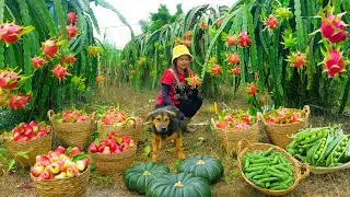 Harvest Dragon Fruit, Peas, Red Plums,Pumpkin To Sell At The Market And Cook With &mdash; Garden And Farm.
