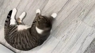 Chubby cat can't wait to get food