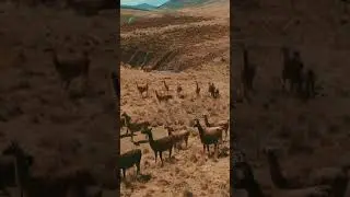 🎬 &iexcl;Catarata Carispaccha! Drone shot - Marcapomacocha Per&uacute; 🇵🇪🔥