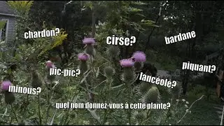 LATIN = love (Vive les noms botaniques)