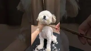 Full grooming video of shihtzu 🐾🐶
