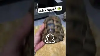 OUTLINE CHALLENGE 🐢 #shorts #tortoise #funny #outline #turtle