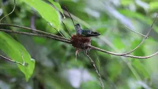 Puerto Rican Emerald nest building