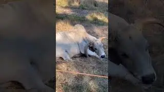 Beautiful Animal 🐮 White Cattle I LOVE  ❤️