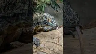 Как действуют основные компоненты яда комодского варана на жертву #varanuskomodoensis #яды #animals