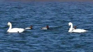 North American Canvasbacks and a Redhead duck swim along as Trumpeter and Tundra Swans pass by