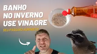 Hoje é dia de banho com vinagre de maçã para as penas e para evitar parasitas externos