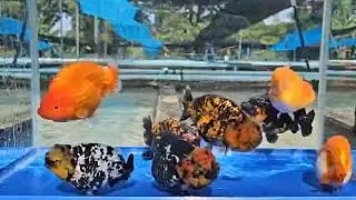 🔥蘭壽金魚 泰獅金魚 熊貓三色 精品金魚🔥