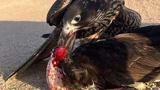 From Training to the Kill &mdash; The Falcon&rsquo;s Deadly Attack in the Sky 🦅