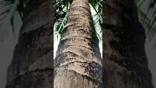 Naral Mitra on tallest coconut tree in Pune