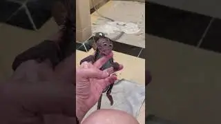 Baby monkey first shower