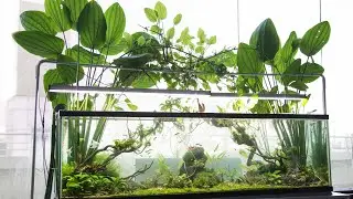 Step by Step Planted Aquarium - Huge Naturel - 5ft (How to)