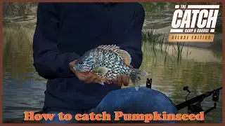 Figuring out how to catch a bunch of Pumpkinseed in The Catch