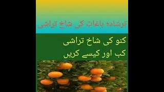 time Orange  pruning |Kino water Shut Cutting|کینو کی شاخ تراشی کا بہترین ٹائم