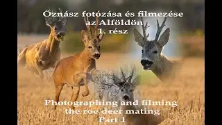 Őzn&aacute;sz fot&oacute;z&aacute;sa &eacute;s filmez&eacute;s az Alf&ouml;ld&ouml;n 1. r&eacute;sz - Into the Wild: Roe Deer Rut Adventure, part 1