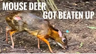 MouseDeer I Lesser Mousedeer I Chevrotains I World's Smallest Hoofed Animal I Singapore Zoo, Kanchil